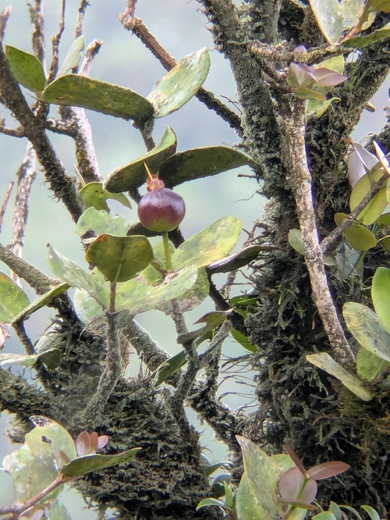 Guayabota De Sierra photo 7
