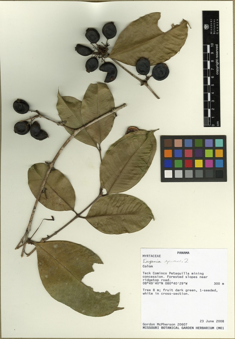 Eugenia brachyblastiflora