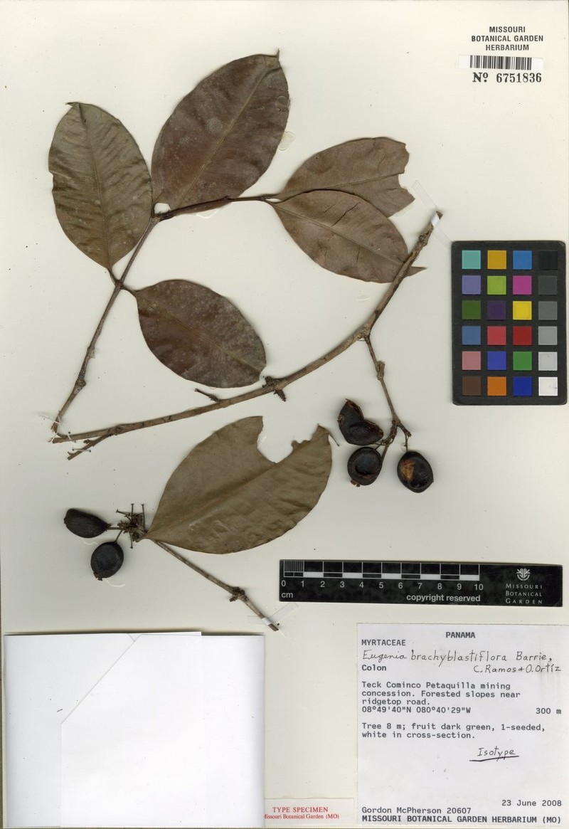 Eugenia brachyblastiflora photo 2