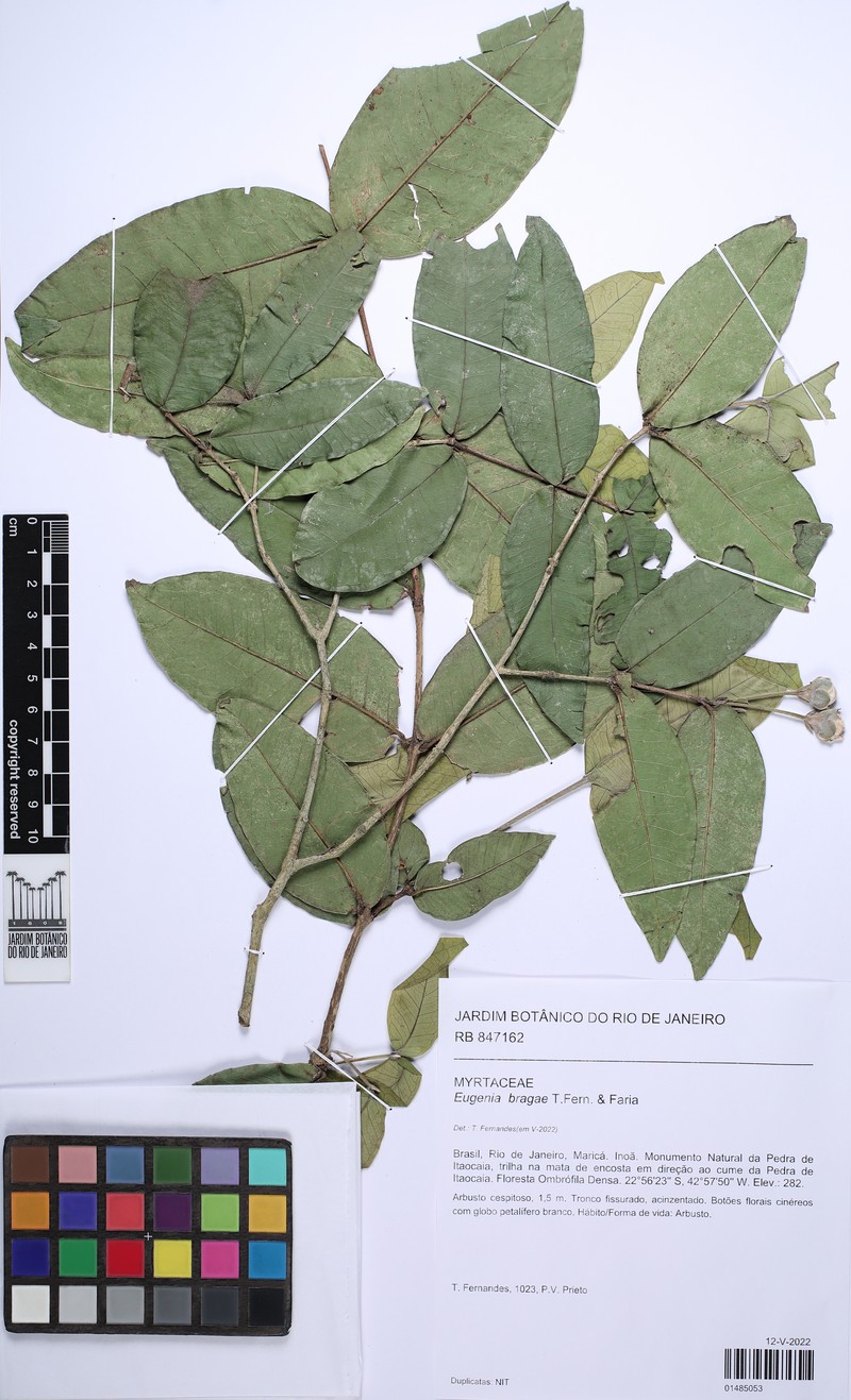 Eugenia bragae