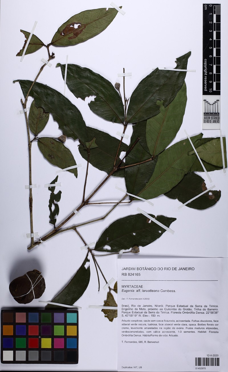 Eugenia bragae photo 2