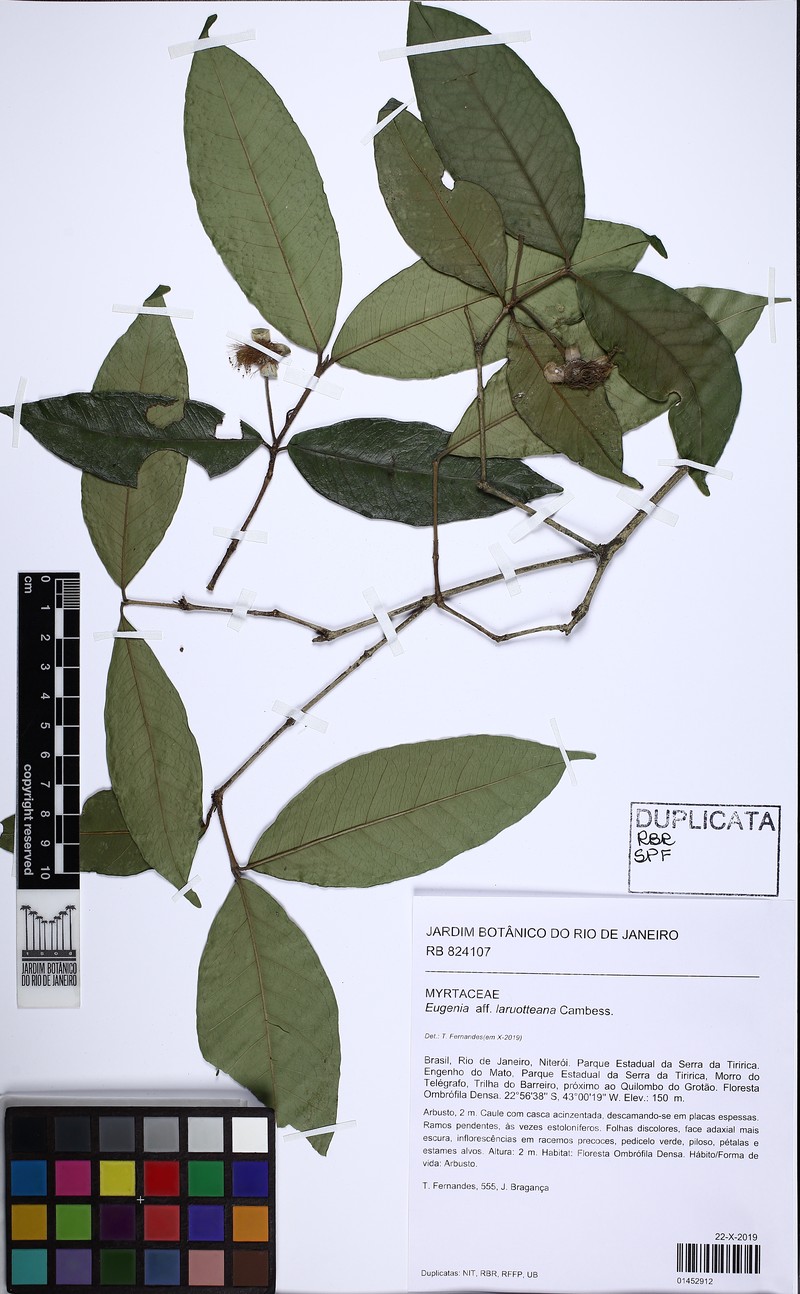 Eugenia bragae photo 3