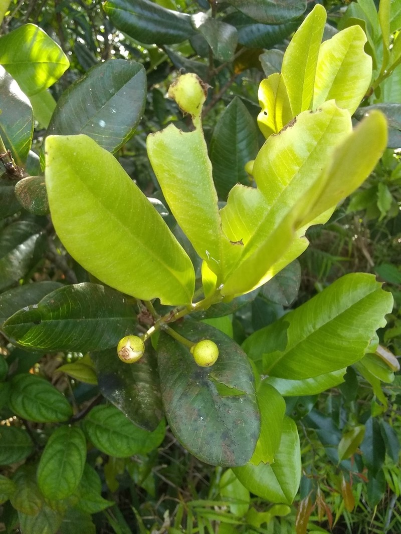 Eugenia burretii photo 2