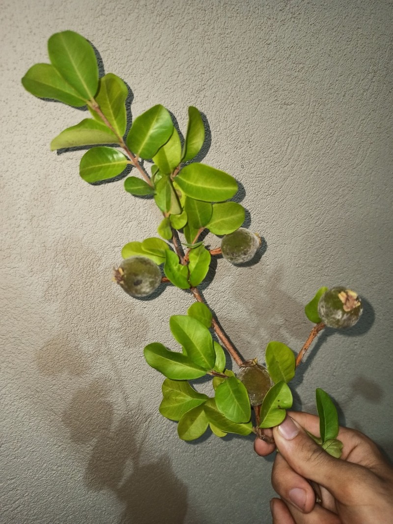 Eugenia caipora photo 3