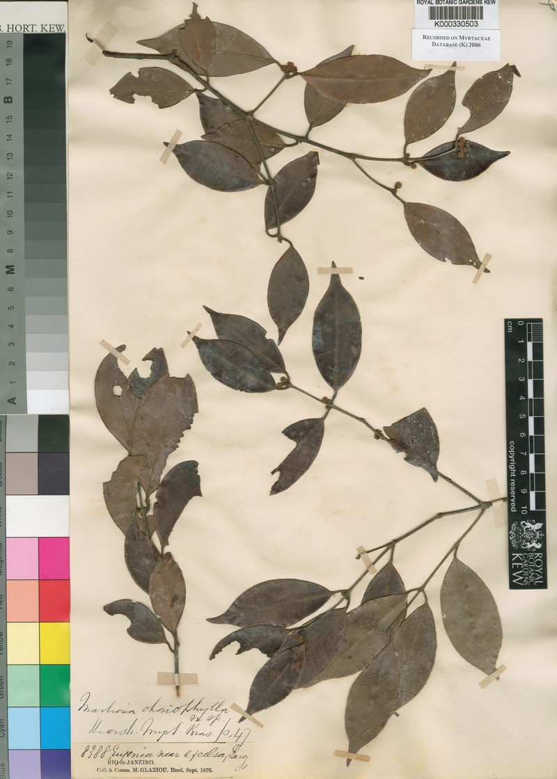 Eugenia choriophylla