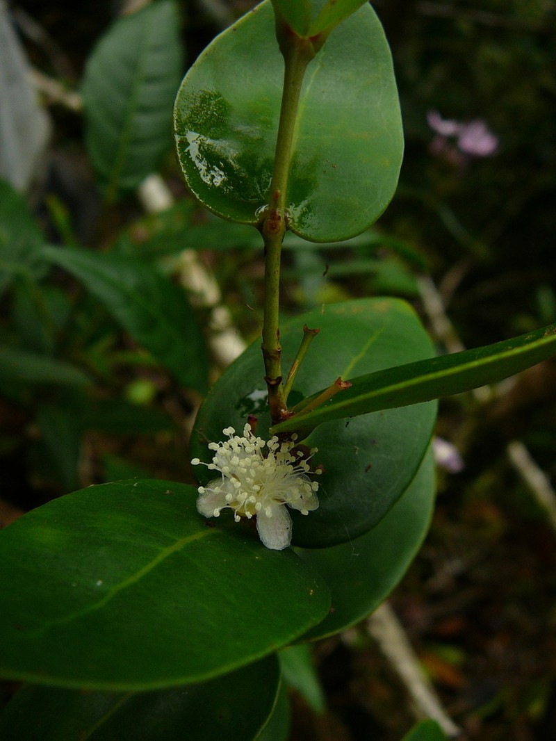 Eugenia choungiensis photo 2
