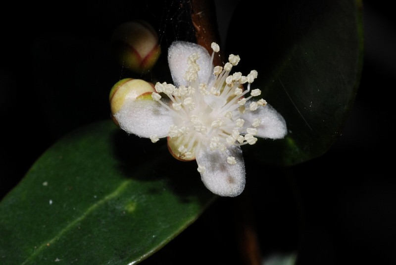 Eugenia choungiensis photo 3