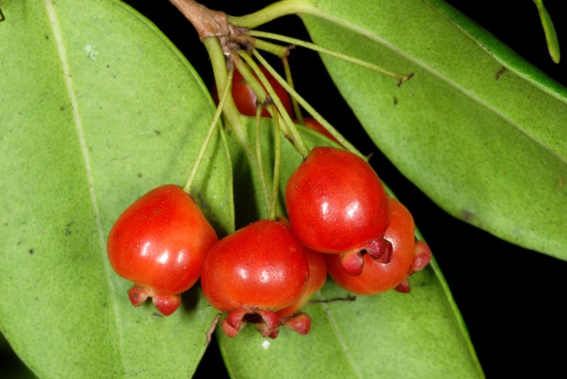 Redberry Stopper