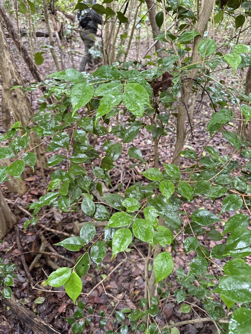 Redberry Stopper photo 6