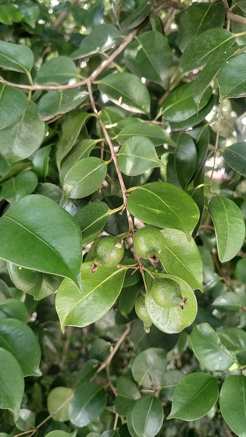 Eugenia copacabanensis