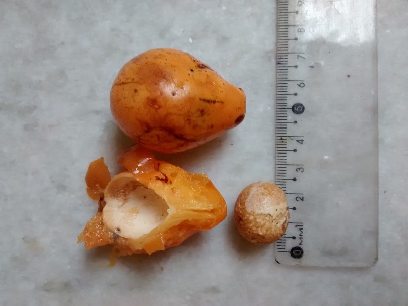 Eugenia copacabanensis photo 2