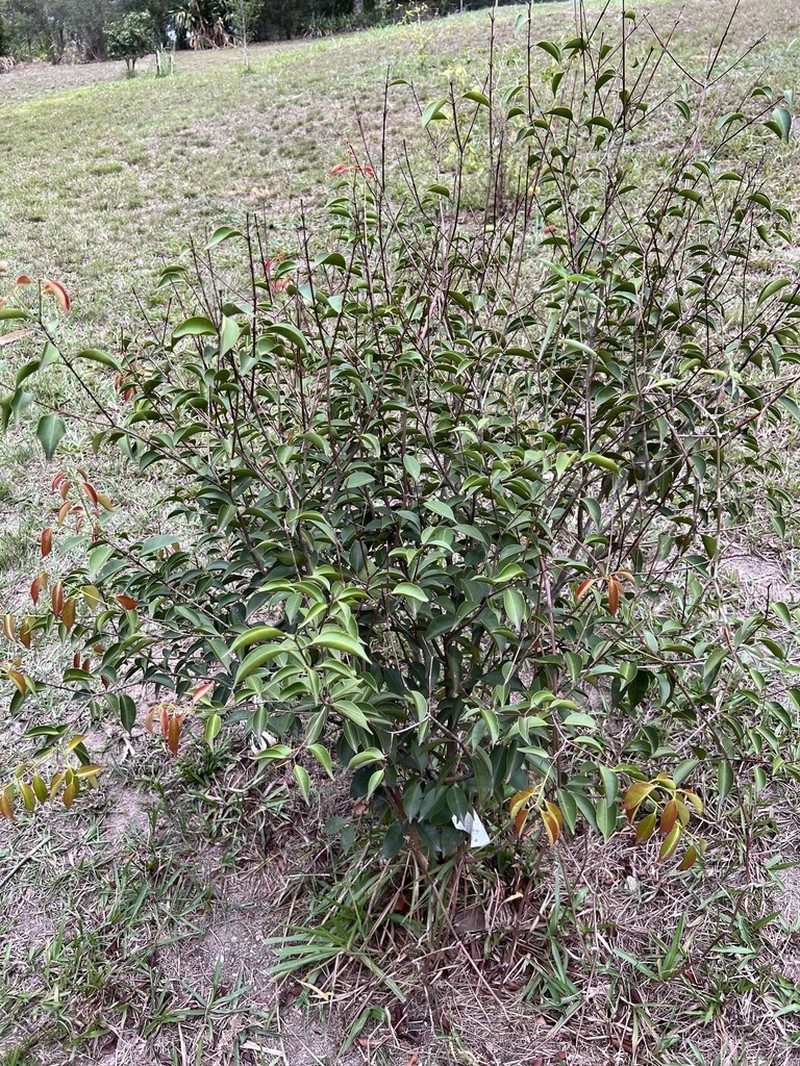 Eugenia copacabanensis photo 3