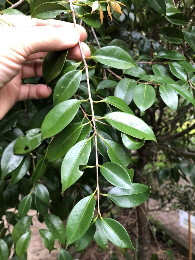 Eugenia copacabanensis photo 4