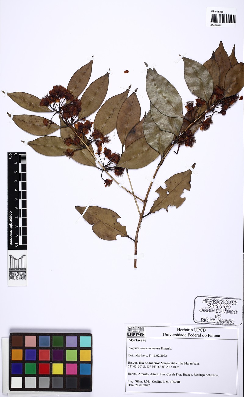 Eugenia copacabanensis photo 6
