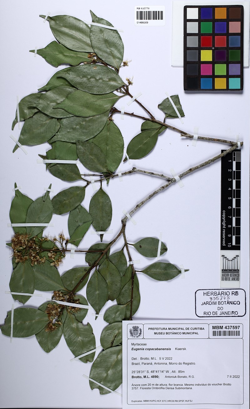 Eugenia copacabanensis photo 8