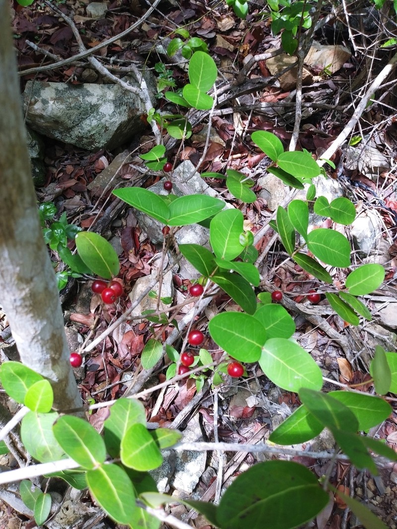 Lathberry photo 3