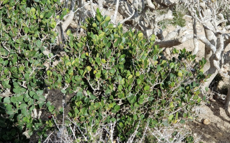 Lathberry photo 6