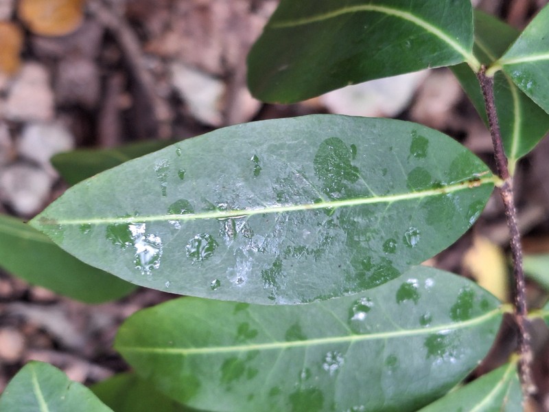 Eugenia cordata var. caribaea