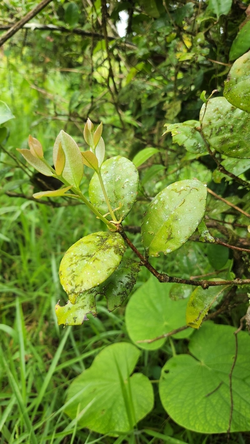 Eugenia cryptocardia