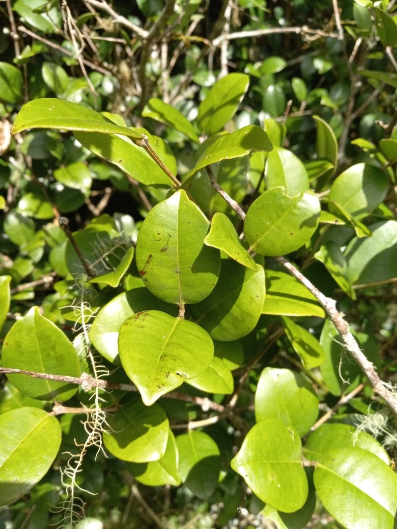 Eugenia cryptocardia photo 2