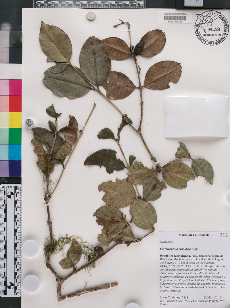 Eugenia cryptocardia photo 5