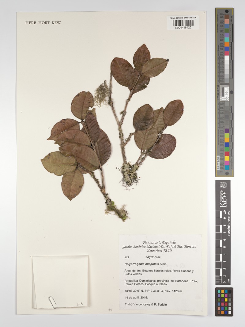Eugenia cryptocardia photo 6