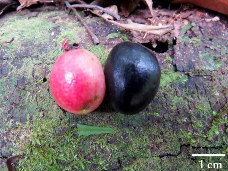 Eugenia donosoensis