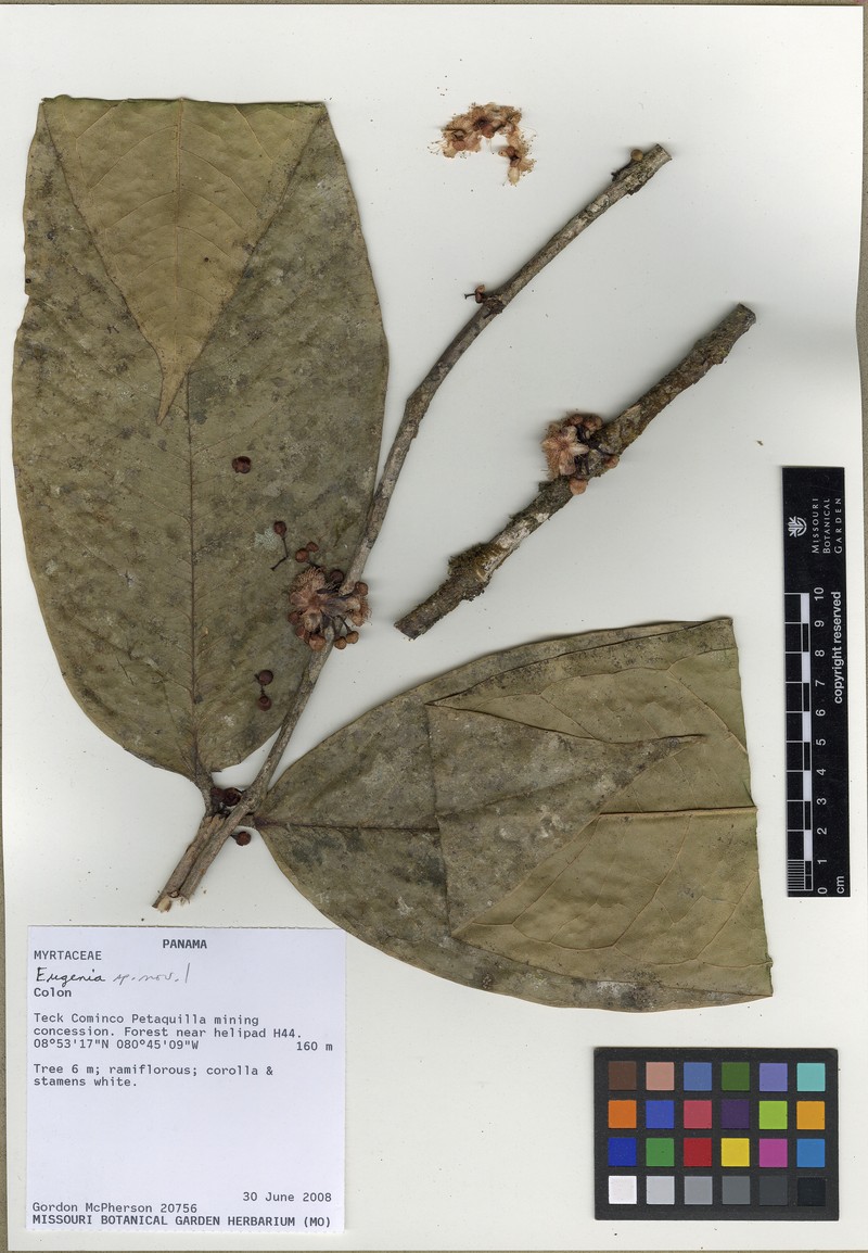 Eugenia donosoensis photo 2