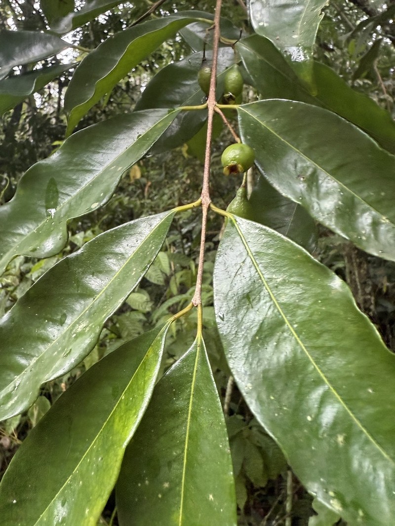 Guasabara photo 2