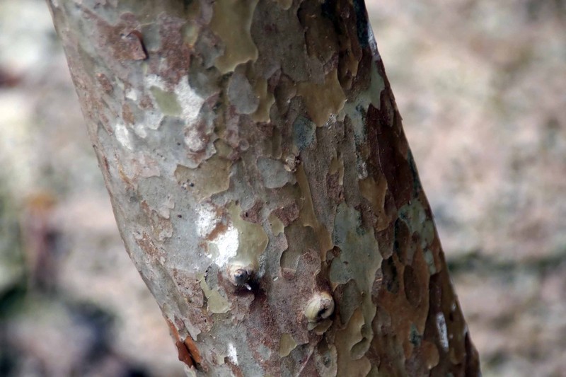 Guayabota De Fajardo