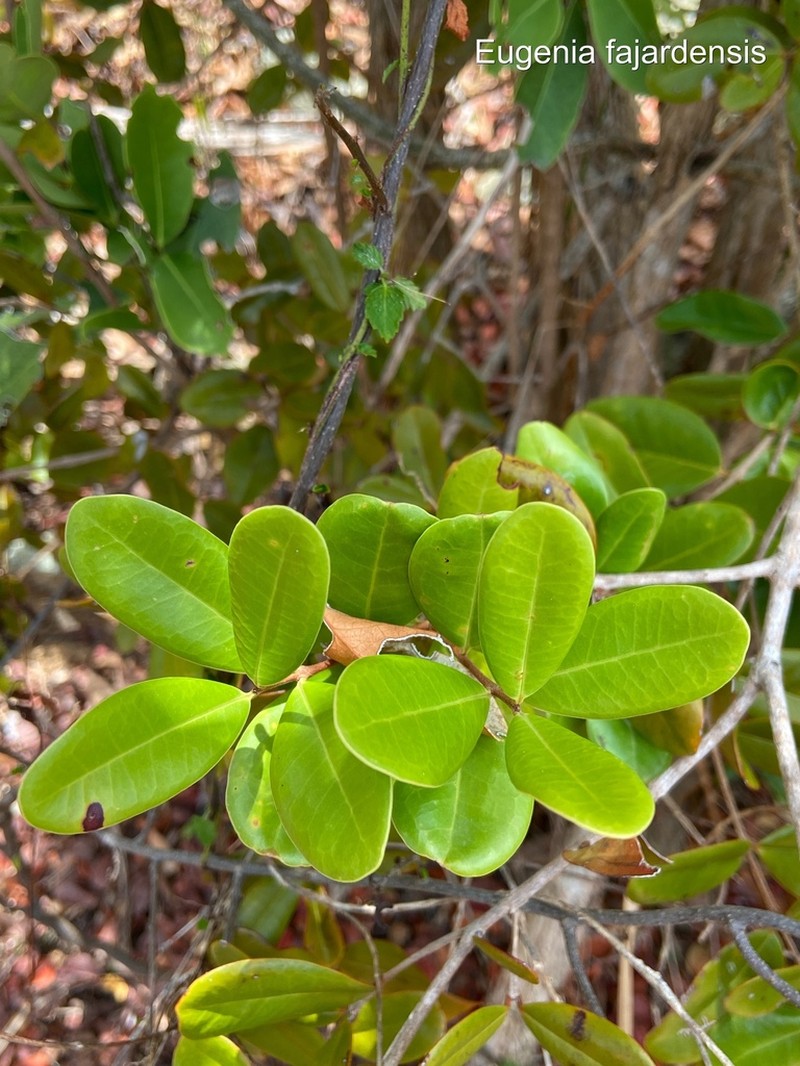 Guayabota De Fajardo