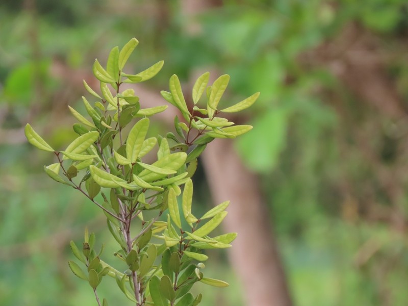 Guayabota De Fajardo photo 2