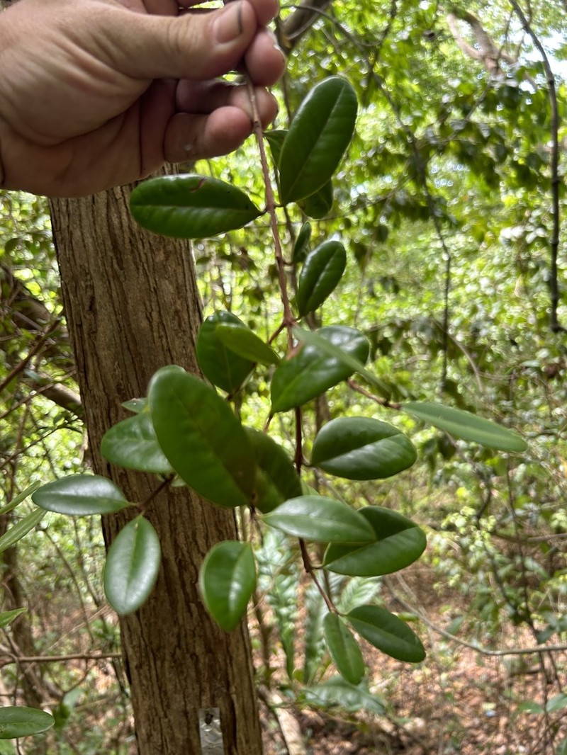 Guayabota De Fajardo photo 3