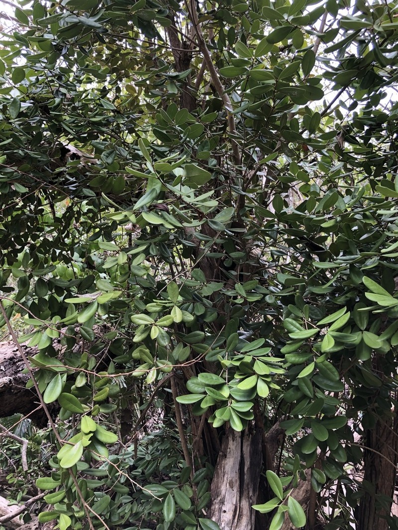 Guayabota De Fajardo photo 4