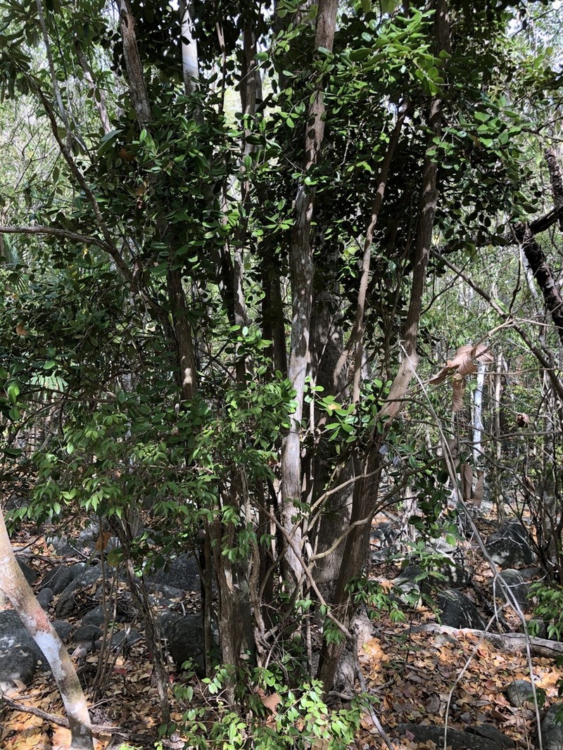 Guayabota De Fajardo photo 5