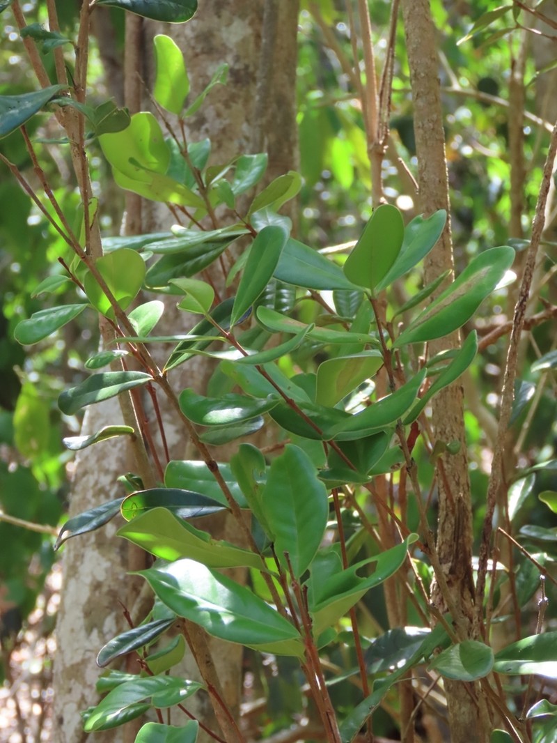 Guayabota De Fajardo photo 6