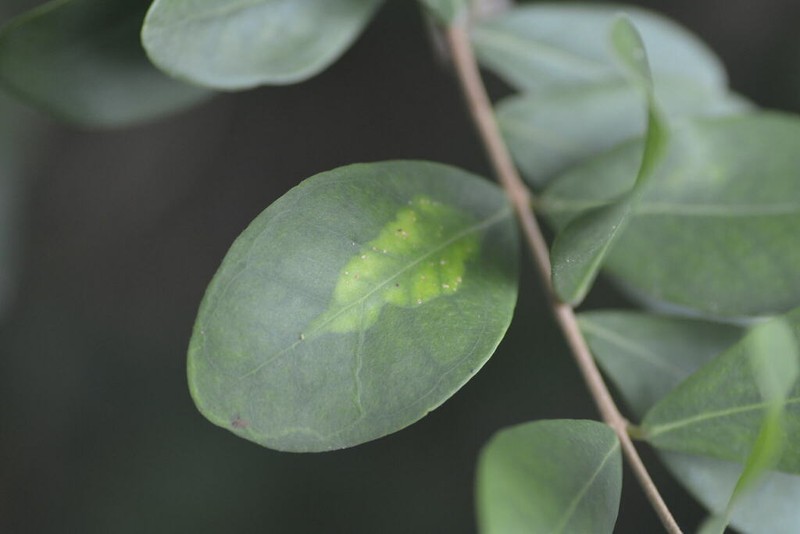 Boxleaf Stopper