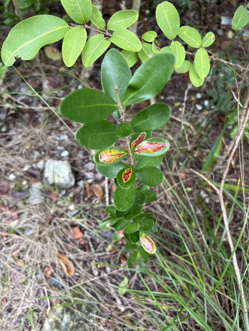 Boxleaf Stopper photo 4