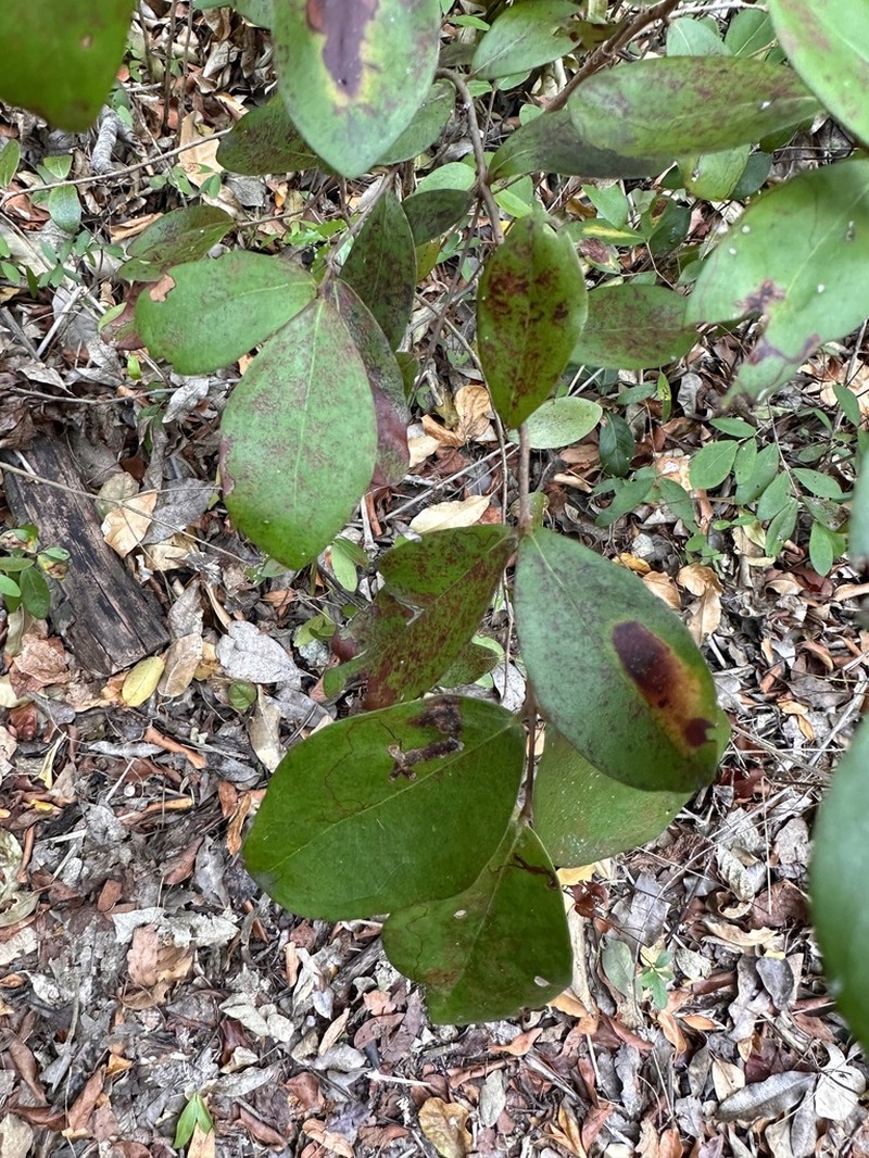 Boxleaf Stopper photo 5
