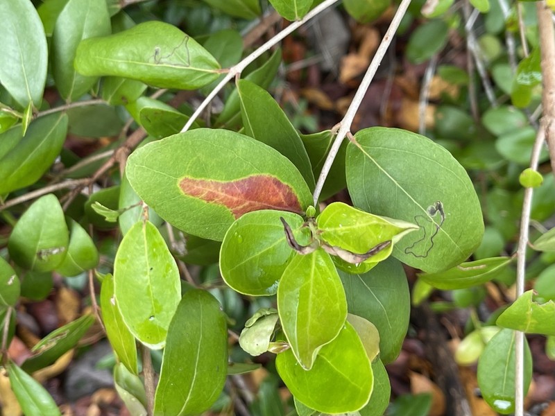 Boxleaf Stopper photo 6