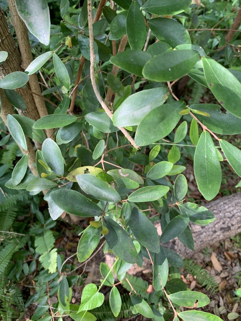 Boxleaf Stopper photo 7
