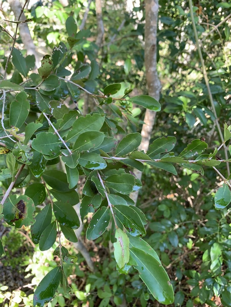 Boxleaf Stopper photo 8