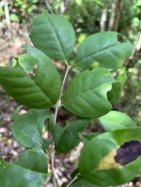 Smooth Rodwood
