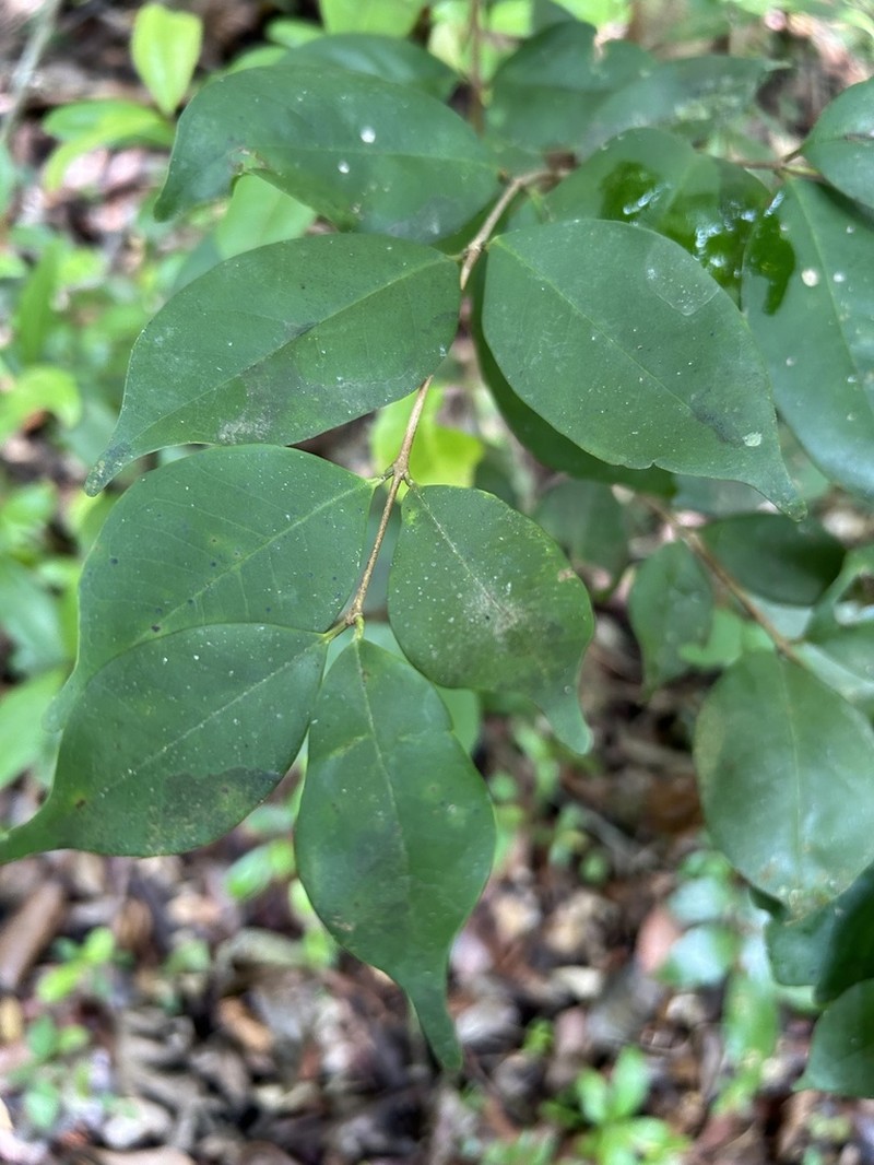 Smooth Rodwood photo 2