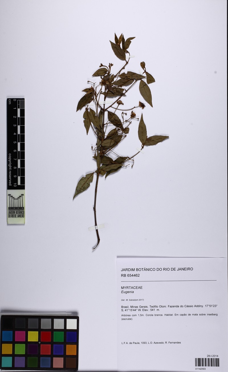 Eugenia gracilifolia
