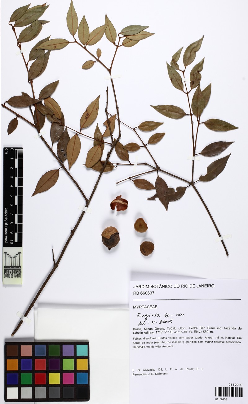 Eugenia gracilifolia photo 2