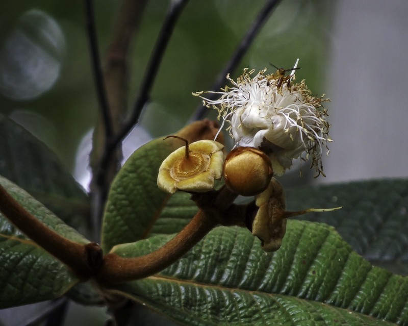 Eugenia grandissima