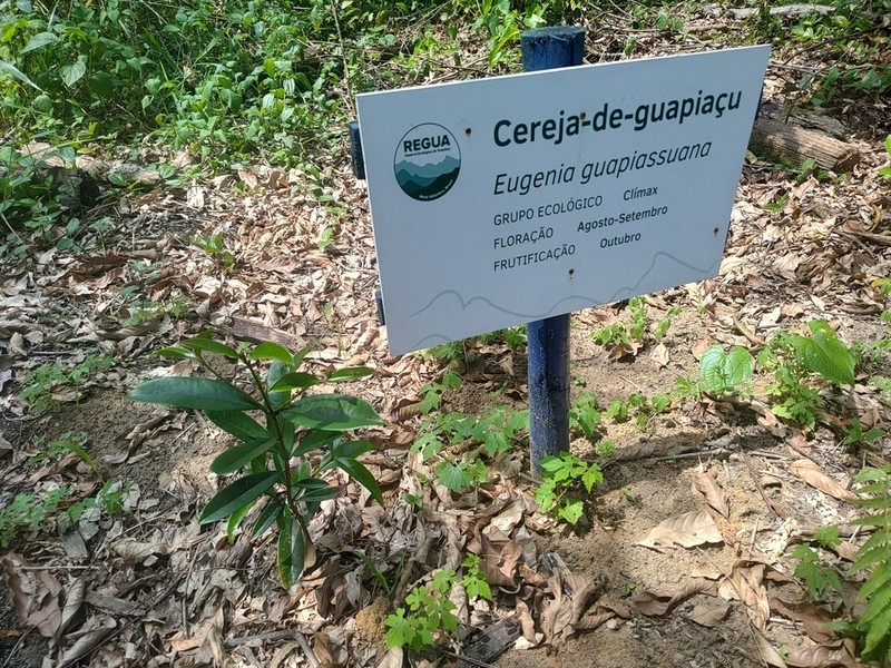 Eugenia guapiassuana