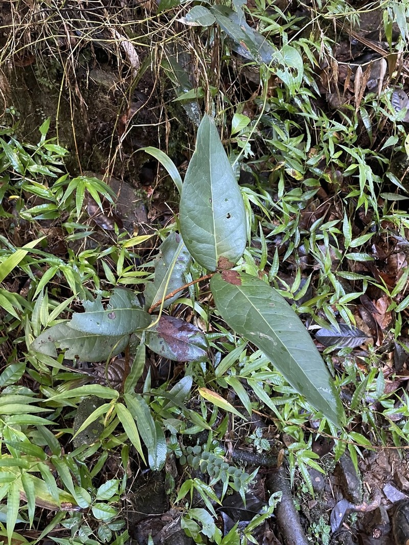Luquillo Mountain Stopper