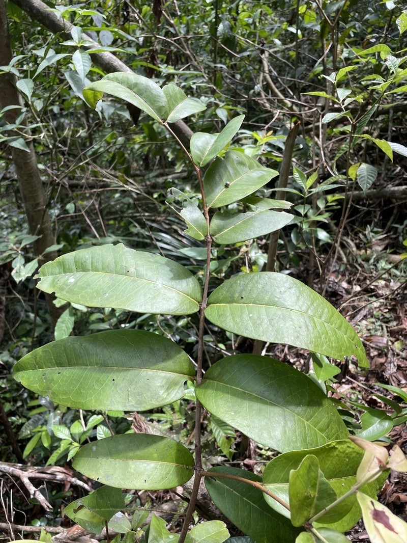 Luquillo Mountain Stopper photo 3
